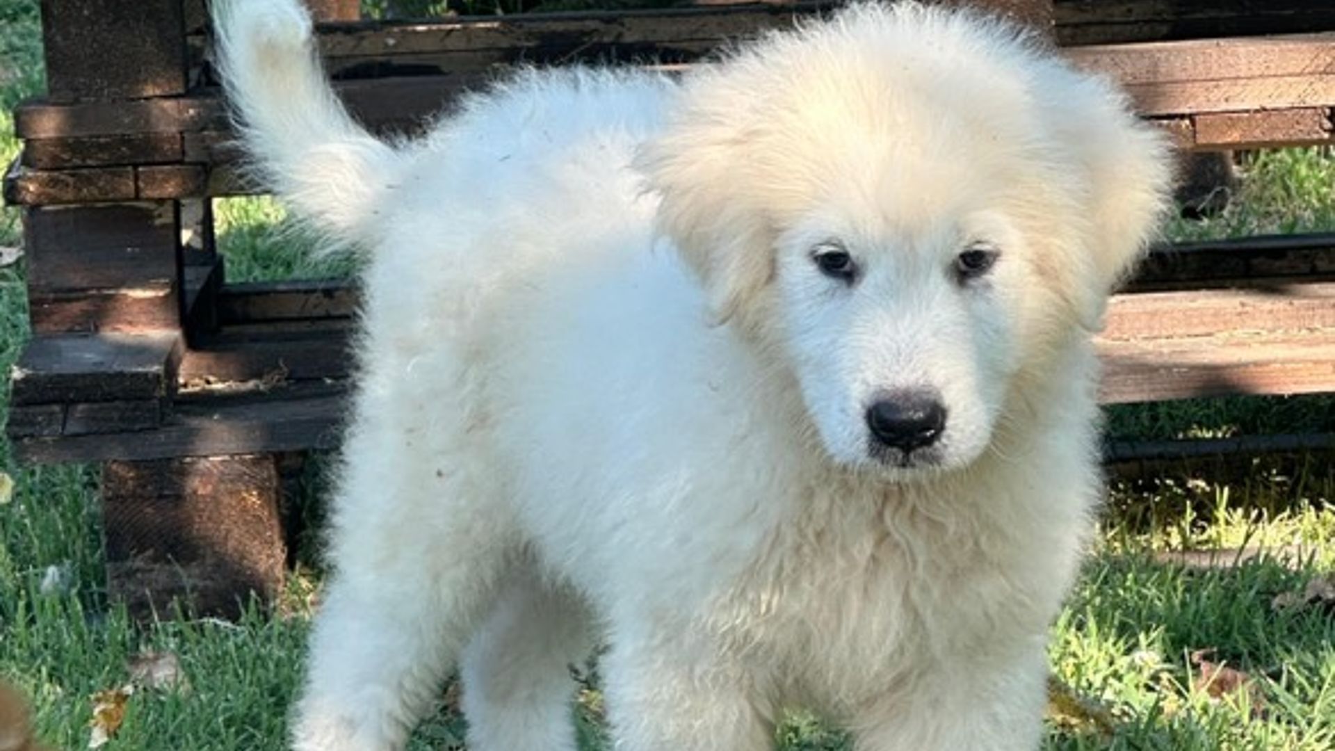 pastore maremmano duca