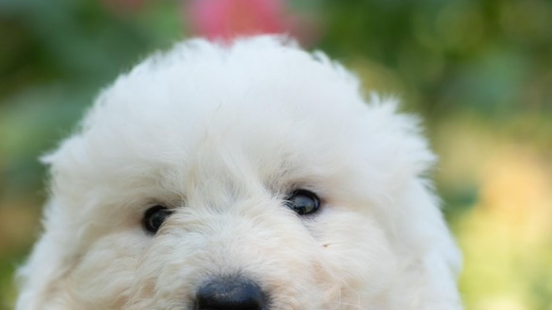 pastore maremmano genziana