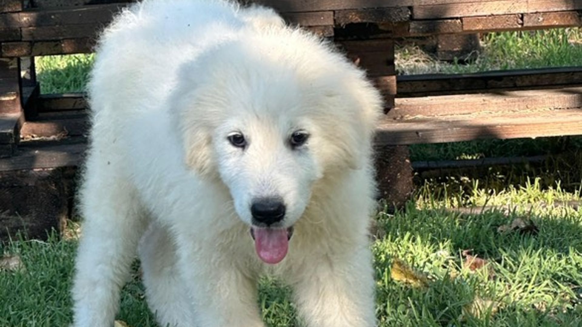 pastore maremmano duca