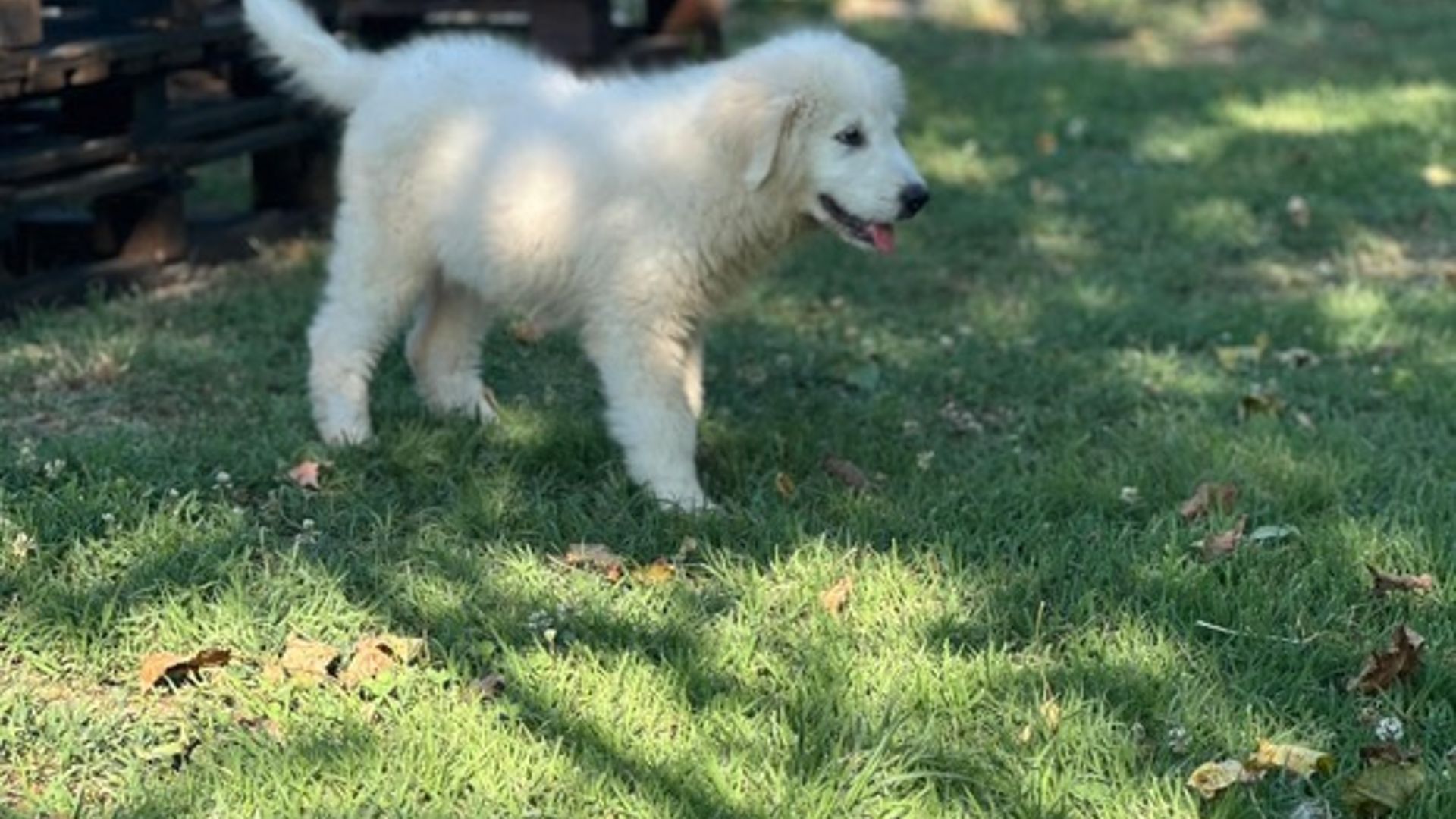 pastore maremmano duca