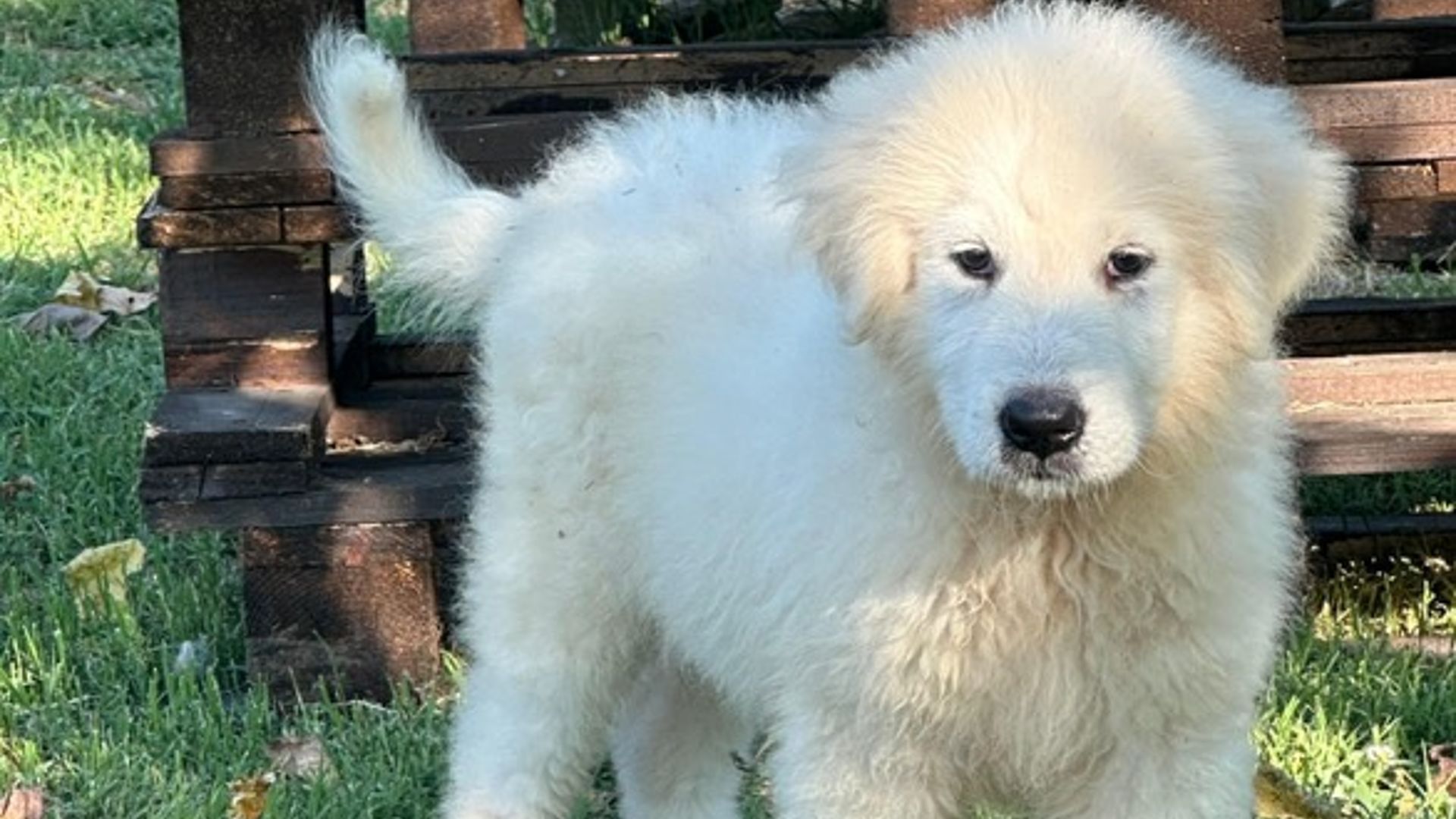 Duca, Maremma Sheepdog Puppy