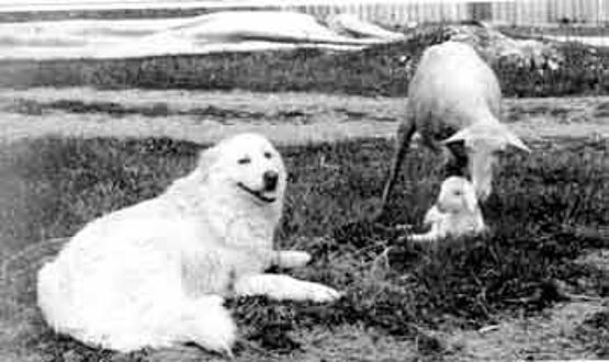 pastore maremmano cane dal carattere affidabile