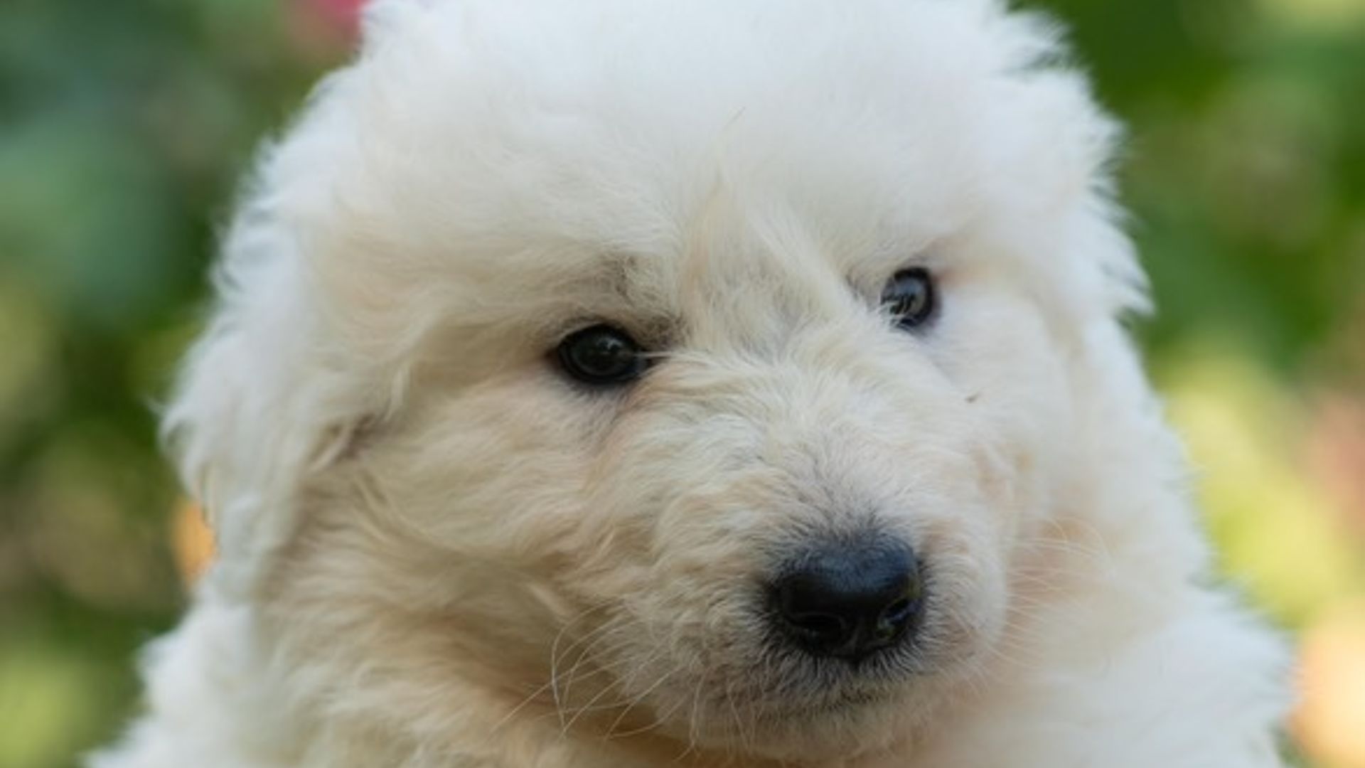 pastore maremmano genziana