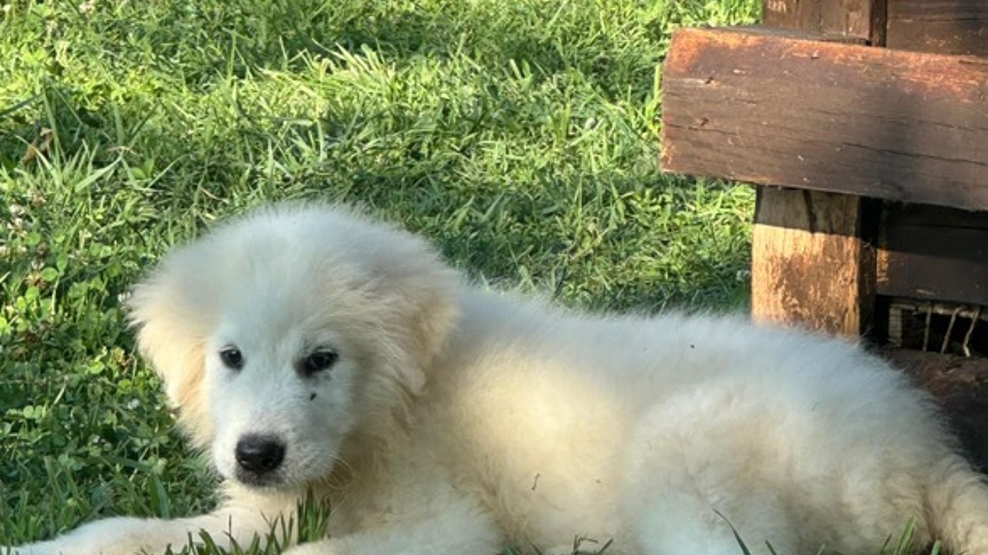 pastore maremmano duca